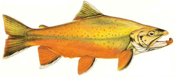 Arctic Char