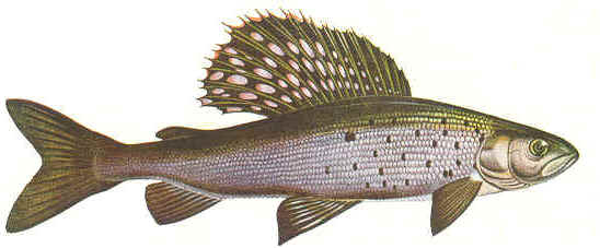 arcticgrayling.jpg (16734 bytes)