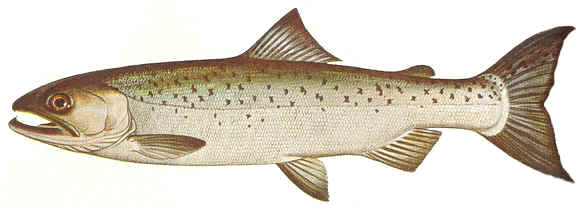Coho Salmon