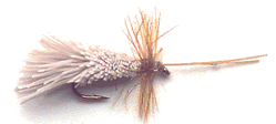 goddard_caddis.gif (13666 bytes)