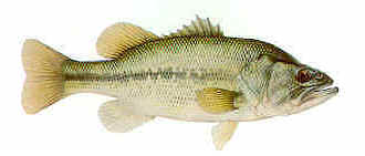Largemouth Bass