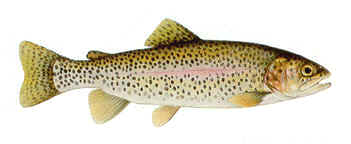 Rainbow Trout