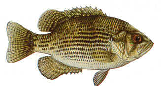 Rock Bass
