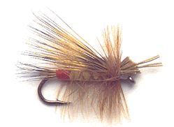 yellow_sally.gif (22792 bytes)